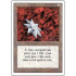 Iron Star (Revised Edition)