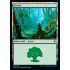 Forest v1 (Throne of Eldraine)