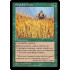 Elephant Grass (Visions)