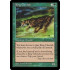 King Cheetah (Visions)